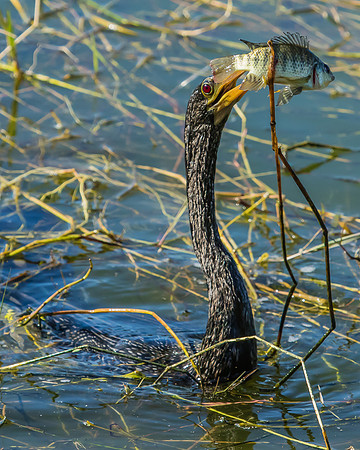 anhinga with captured fish