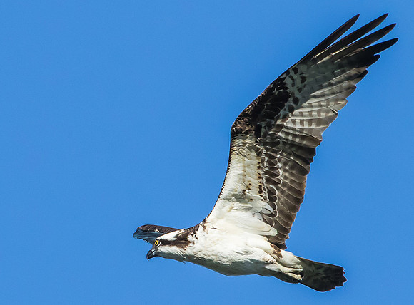 Osprey