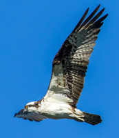 Osprey