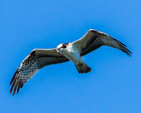 Osprey