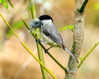 Black-capped chickadee with nest material