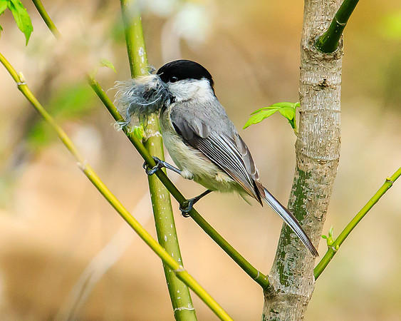 Black-capped chickadee with nest material