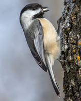 chickadees and titmice