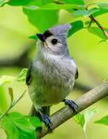 tufted titmouse