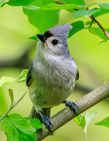 tufted titmouse