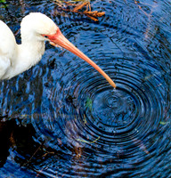 Ibis ripples