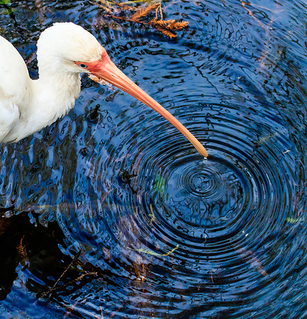 Ibis ripples