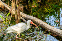 ibises and spoonbills