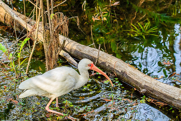 white ibis in cypress swamp
