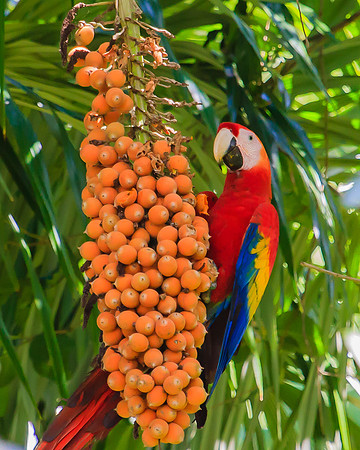 Scarlet macaw and orange