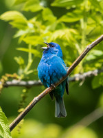 Cardinals, buntings, tanagers