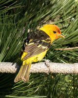 western tanager