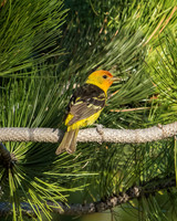 western tanager