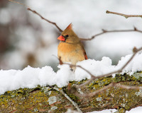 female cardinal on a snowy branch