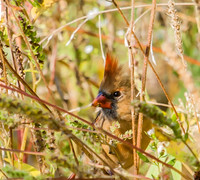 Peek a boo, female cardinal