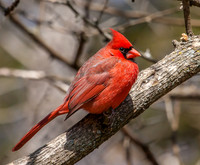 male cardinal