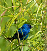 indigo bunting