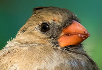 female cardinal