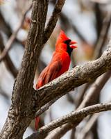 male cardinal
