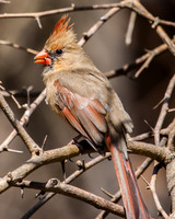 female cardinal