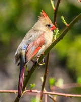 female cardinal, partial leucistic?