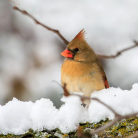 female cardinal on a snowy branch