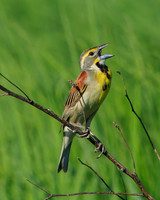 Dickcissel