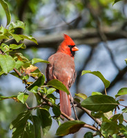 male cardinal