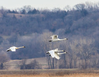 trumpeter swans