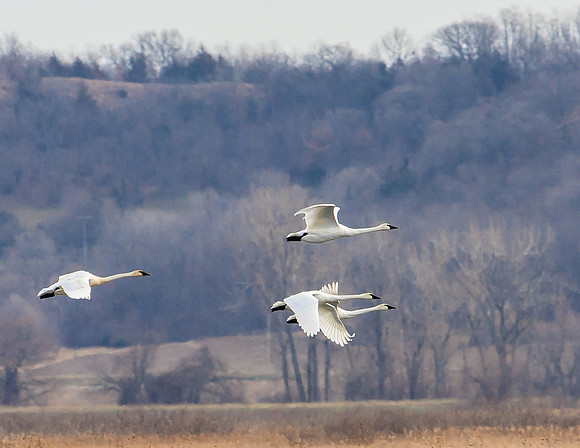 trumpeter swans