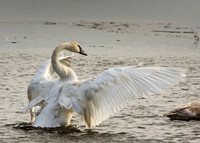 trumpeter swan