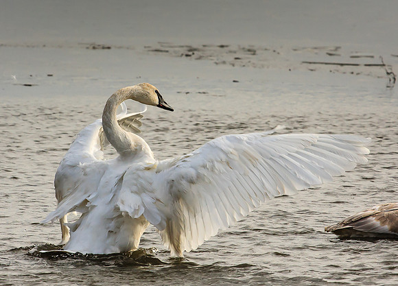 trumpeter swan