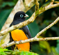trogons
