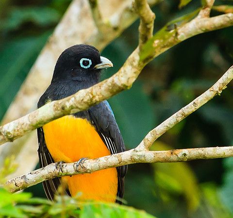 baird's trogon