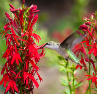 hummingbird on cardinal flower
