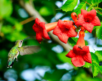 hummingbirds