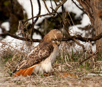 Hawks