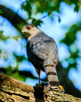 coopers hawk