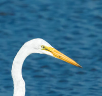 great egret