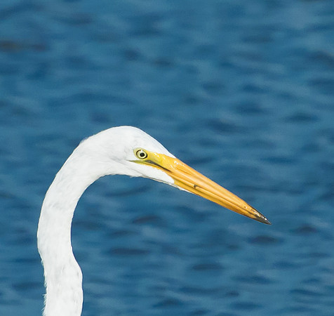 great egret