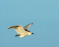 black-crowned night heron
