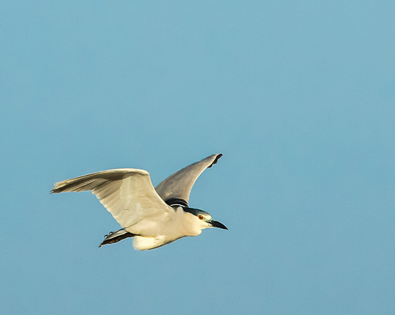 black-crowned night heron