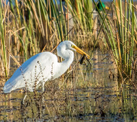 great egret