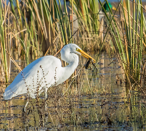 great egret