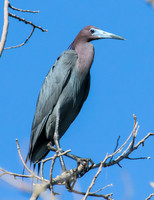 little blue heron, breeding plumage