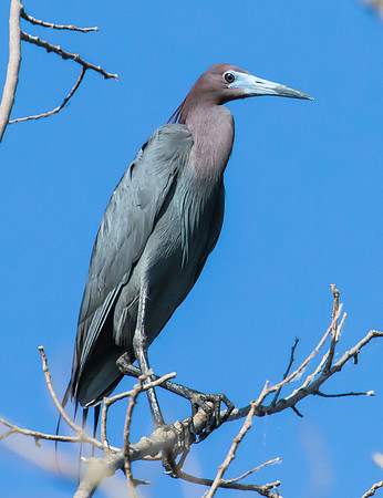 little blue heron, breeding plumage
