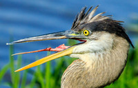 one way down, great blue heron
