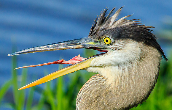 one way down, great blue heron