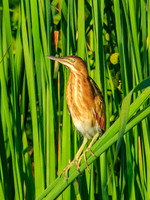 least bittern
