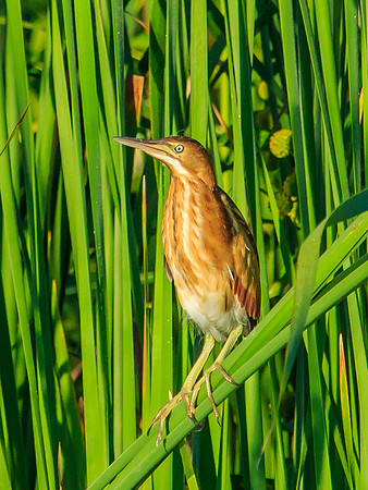 least bittern